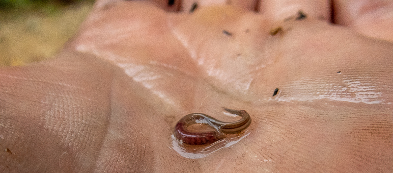 This image has an empty alt attribute; its file name is p6160146.jpg